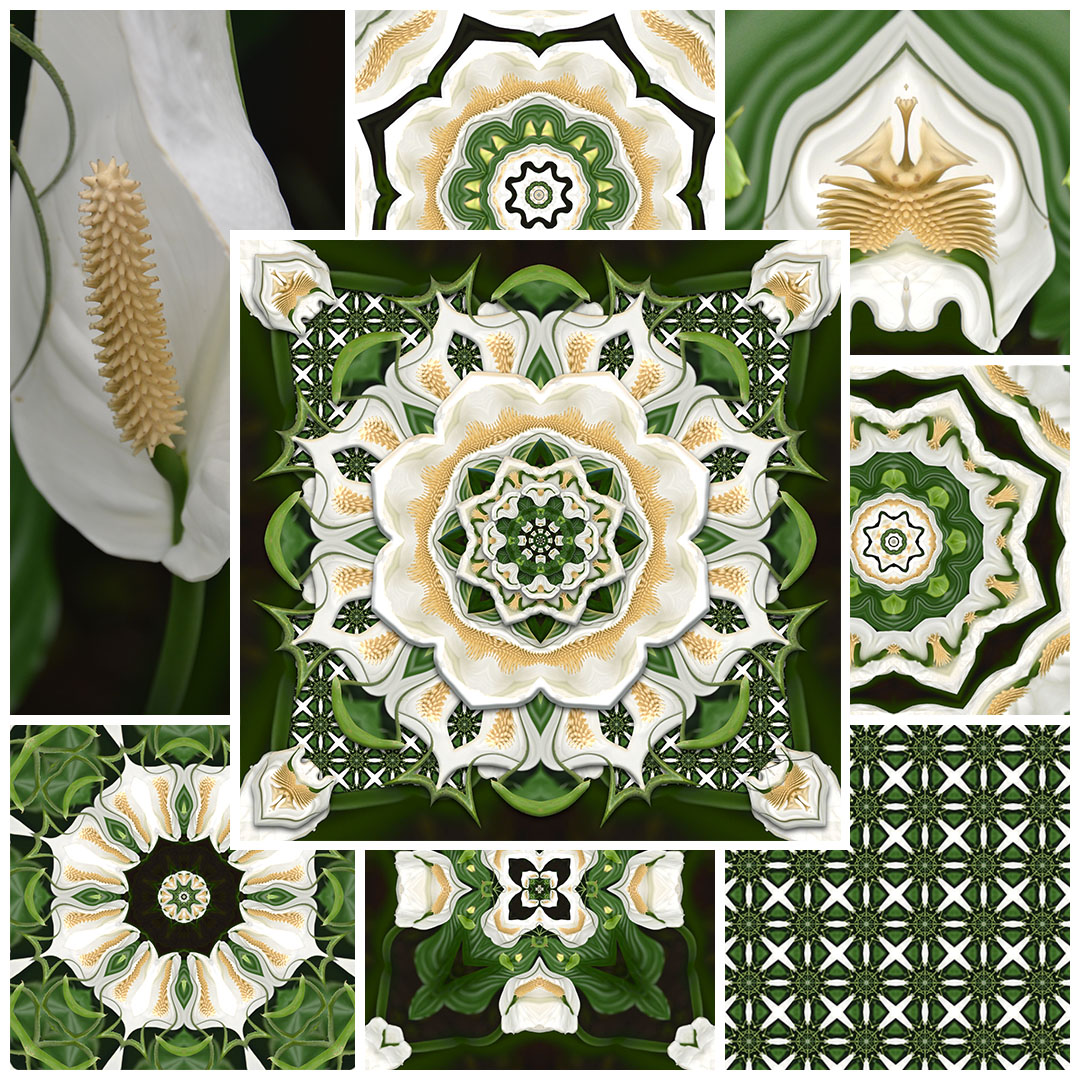 Peace Lily Montage by Karen Hochman Brown
