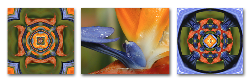 Base image (center) and two "foundlings" for "Bird O'Paradise