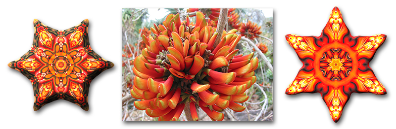 Base image (center) and two "foundlings" for "Erythrina On Fire."