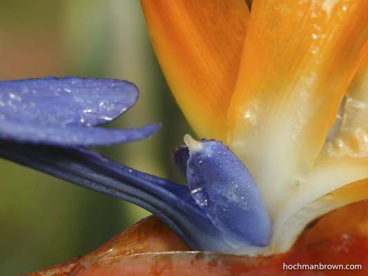 The base image used to create Bird O'Paradise by Karen Hochman Brown.