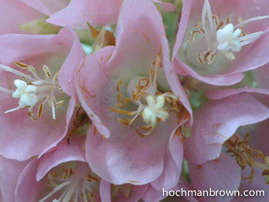 20010226-dombeya01_400wm
