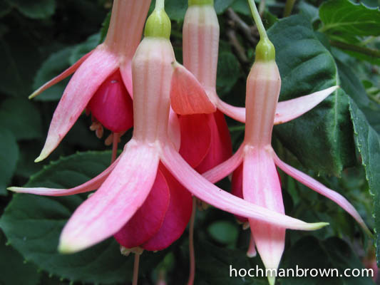 Fuchsia Enfolding FuchsiaBubble_base_400wm