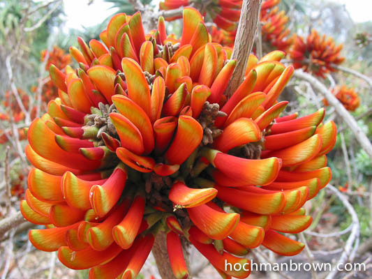 Erythrina On Fire-Base