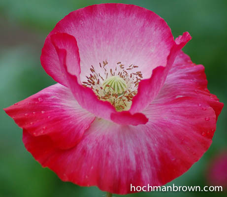 dsc_3865_400wm