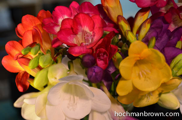 freesia-rainbow_400wm