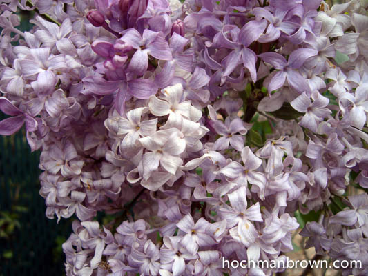 lilac-dsc02783_400wm
