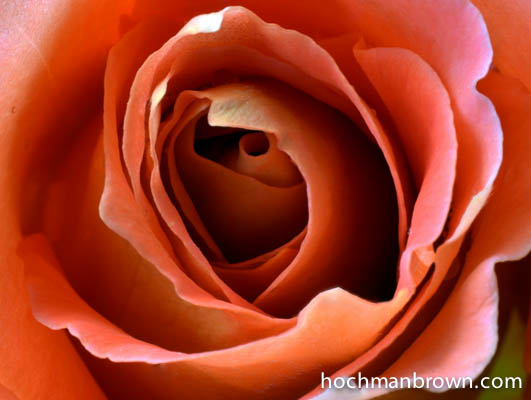 rose-spiral-02-focused_400wm