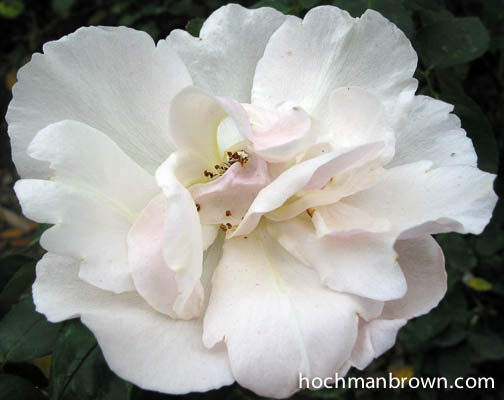 rosefrills_393_400wm