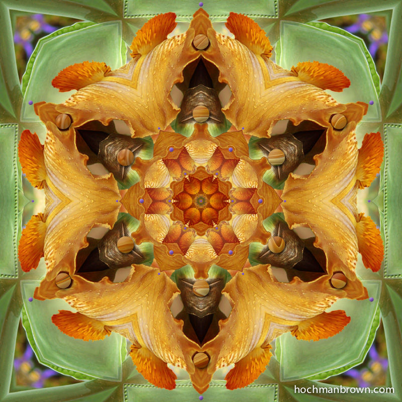 Orange Iris Bittersweet
