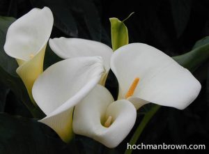 20010322-calla04_400wm