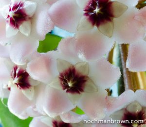 Hoya Bunch_400wm