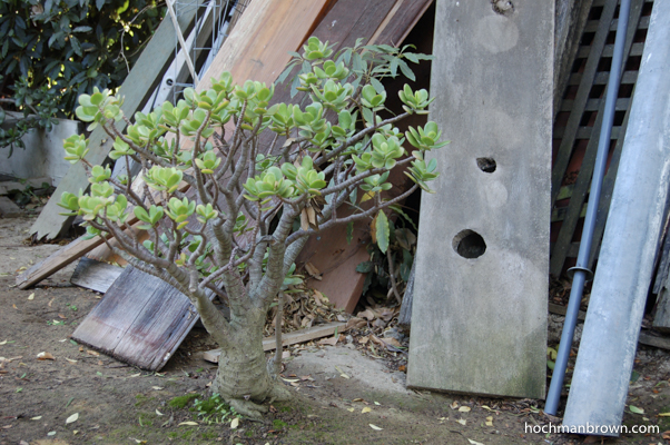 Mom's Wood Pile