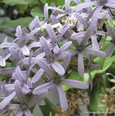 Sandpaper Vine