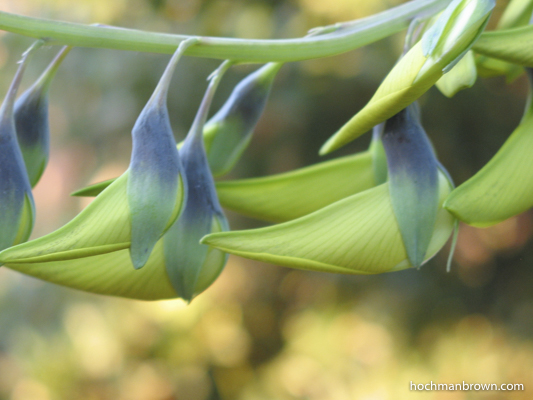 Base image for Green Bird Flower