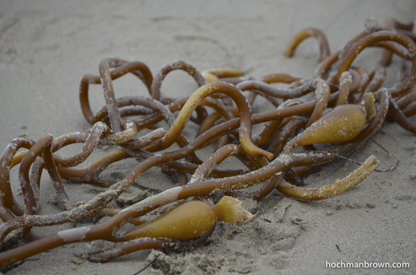 Base image for Seaweed Circle