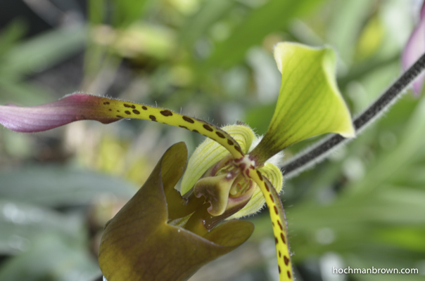 Base image for Spotted Orchid