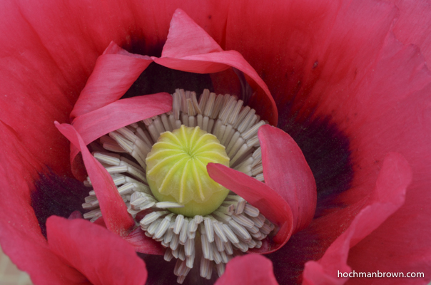 Base image for Volunteer Poppy