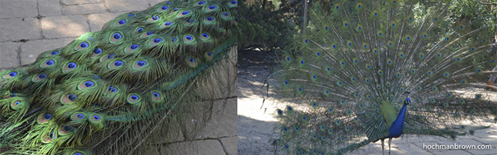 Base image for Pumped-Up Peacock