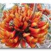 Finding Focus in the Calm Places Base image (center) and two "foundlings" for "Erythrina On Fire."