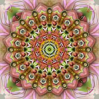 Begonias Of The Valkyries